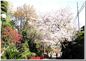 桜