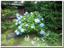 アジサイ