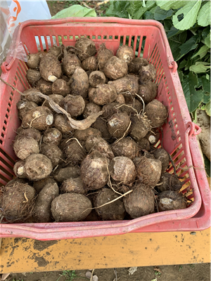 収穫したサトイモ